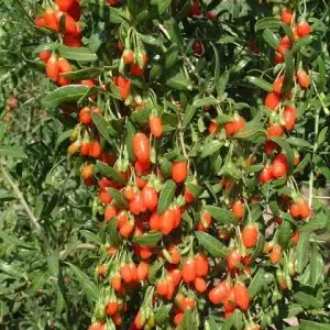 Goji Berries: A Nutrient-Dense Superfruit