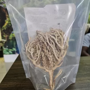 Rose of Jericho - A Re-hydrating Herb