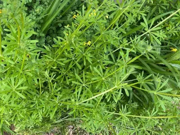 Cleavers (Bedstraw) – Nature’s Gentle Detoxifier 85g - Image 2