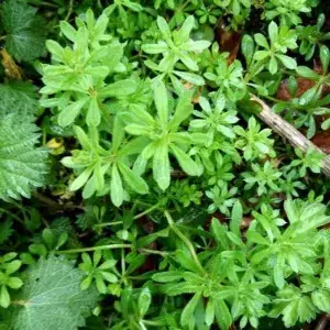 Cleavers (Bedstraw) – Nature’s Gentle Detoxifier 85g